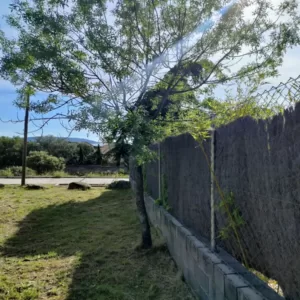 Quién tiene que cortar las ramas del vecino 7 Quién tiene que cortar las ramas del vecino